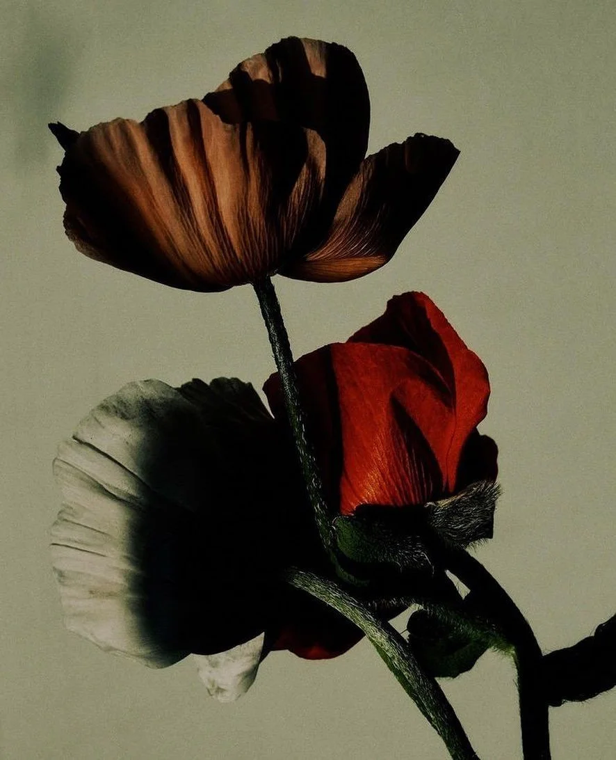 The Mysticism of Flowers: A Series About the Subtle Healing Power of Flower Essences