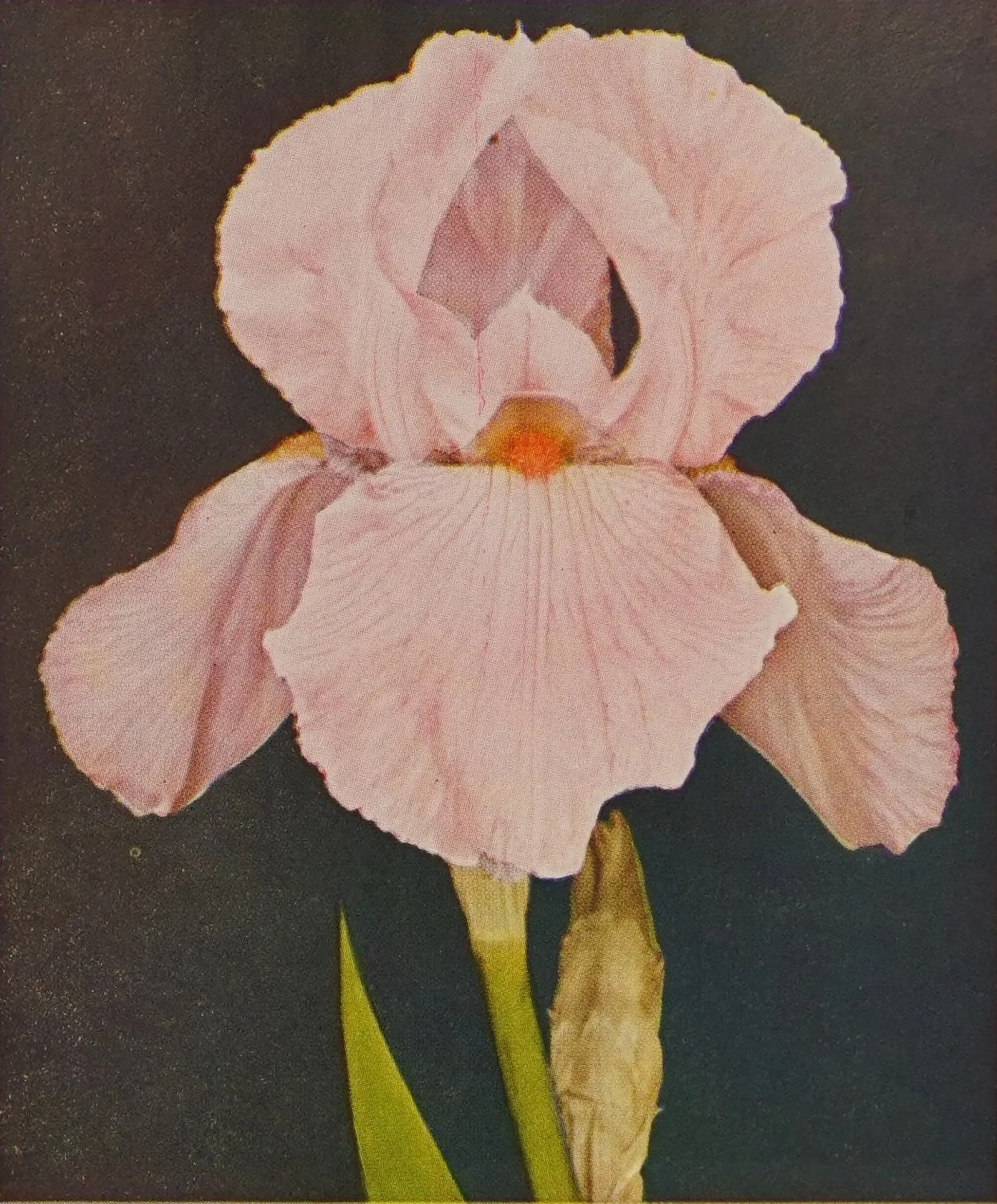 What are the Visionary Archetypes?