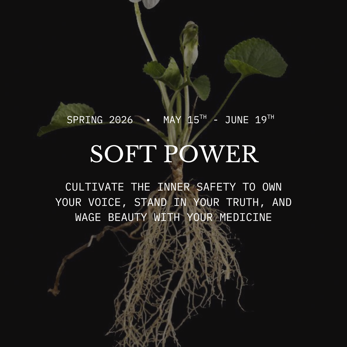 The+Midwives+IG+-+2026-05-05T131722.750.png