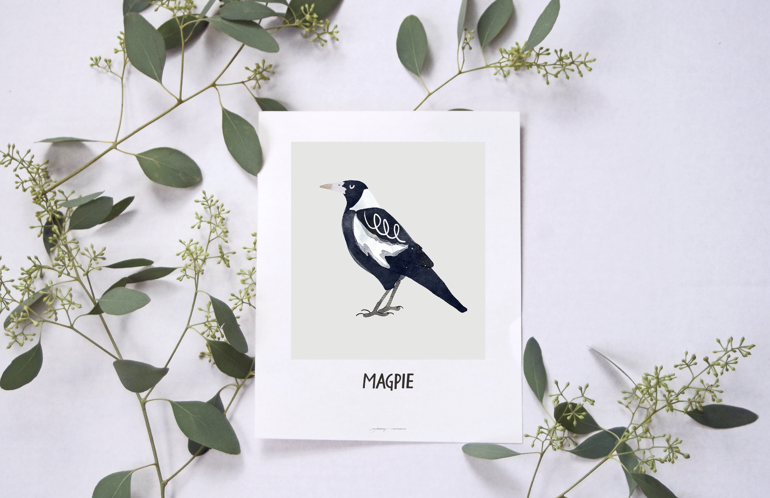 Magpie for blog.png