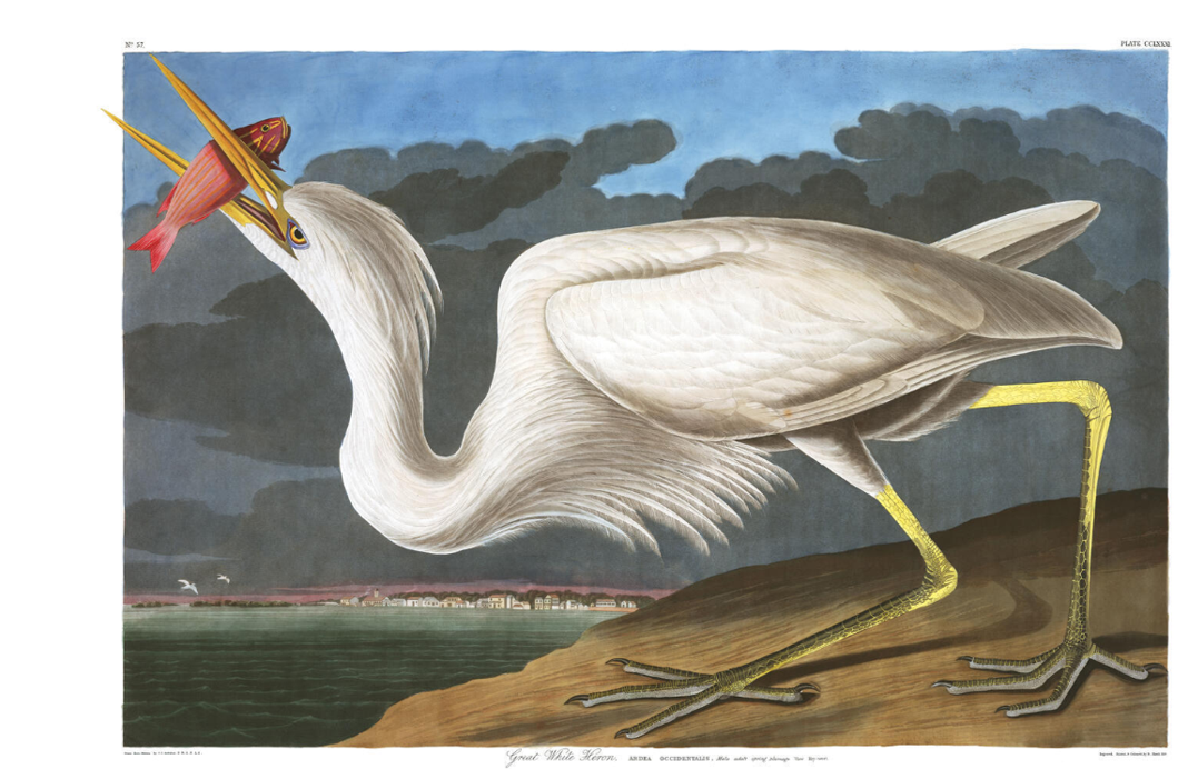 Birds of Paradise: John James Audubon in Florida