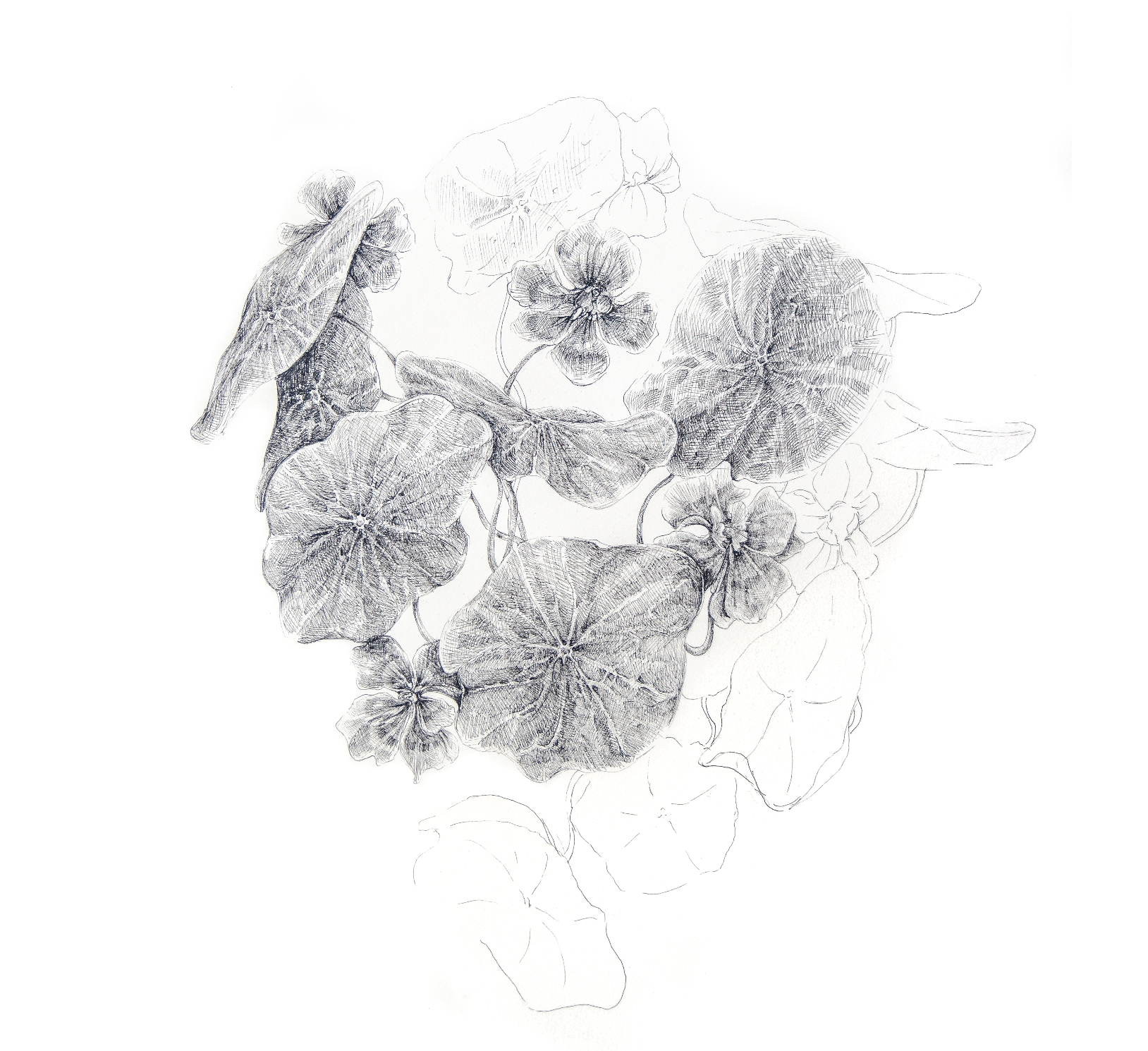 Tropaeolum