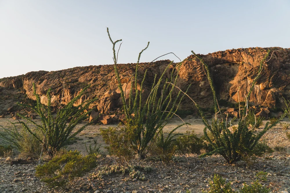 Ocotillo Salt Co.