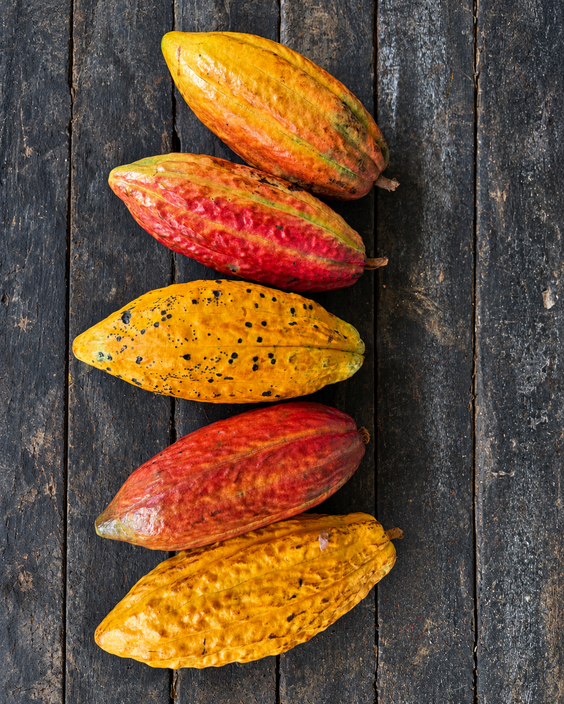 Five cacao pods of different colors resting on weathered wood.