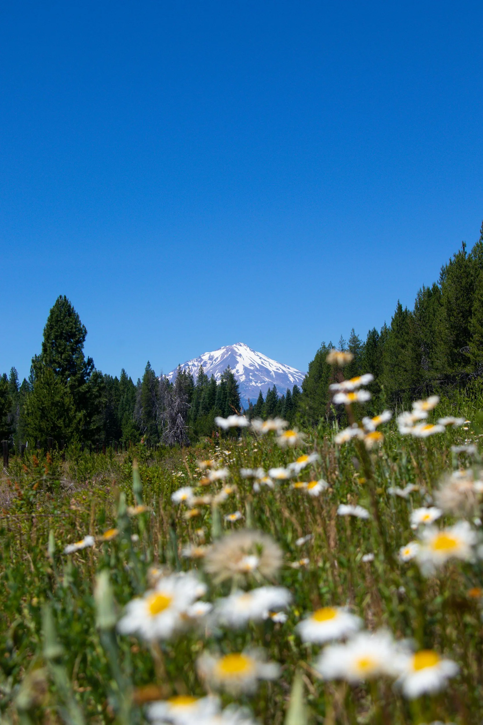 Mt. Shasta Karuna Reiki® Master Retreat