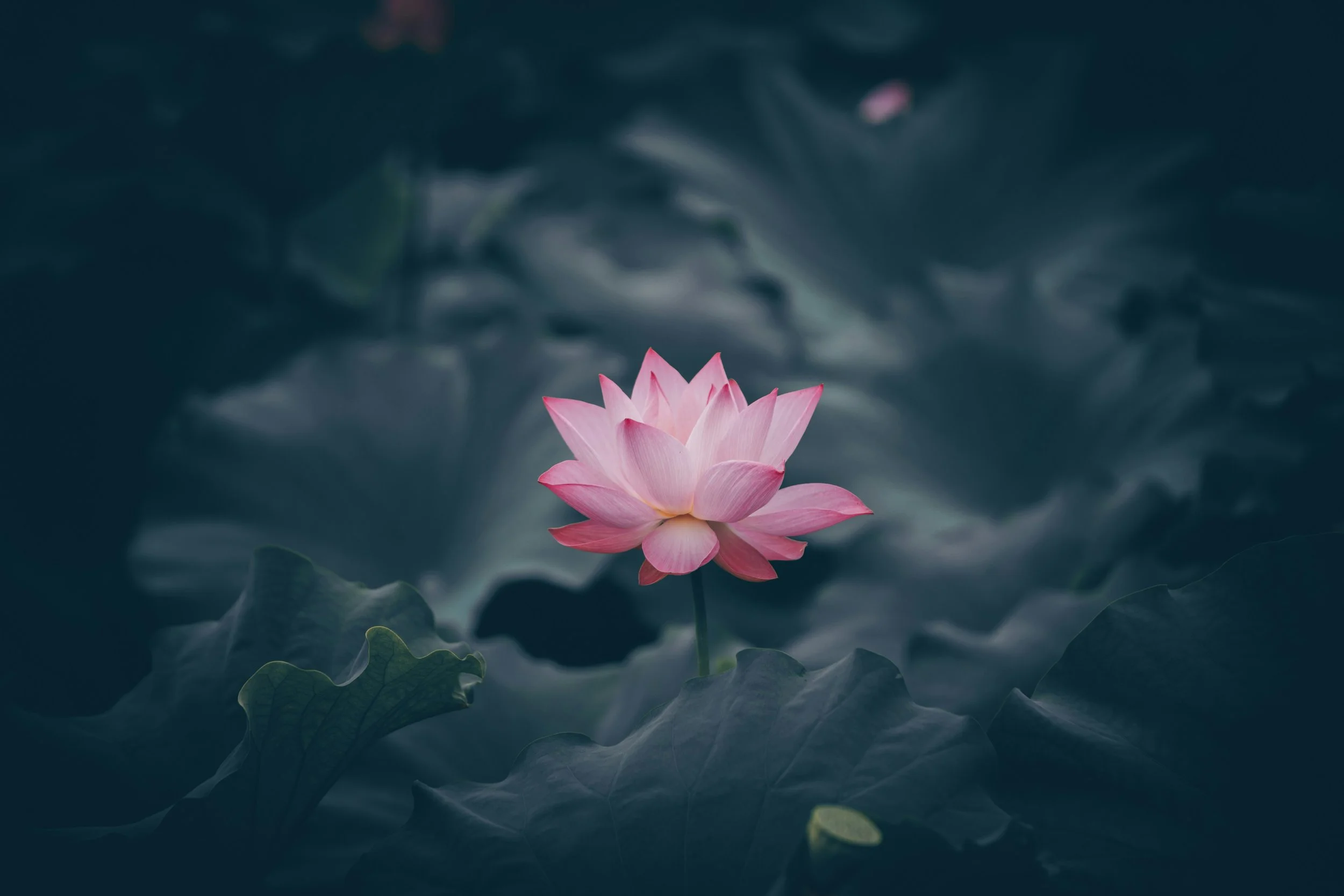 Holy Fire® Advanced Reiki Training (ART) - Winter 2025