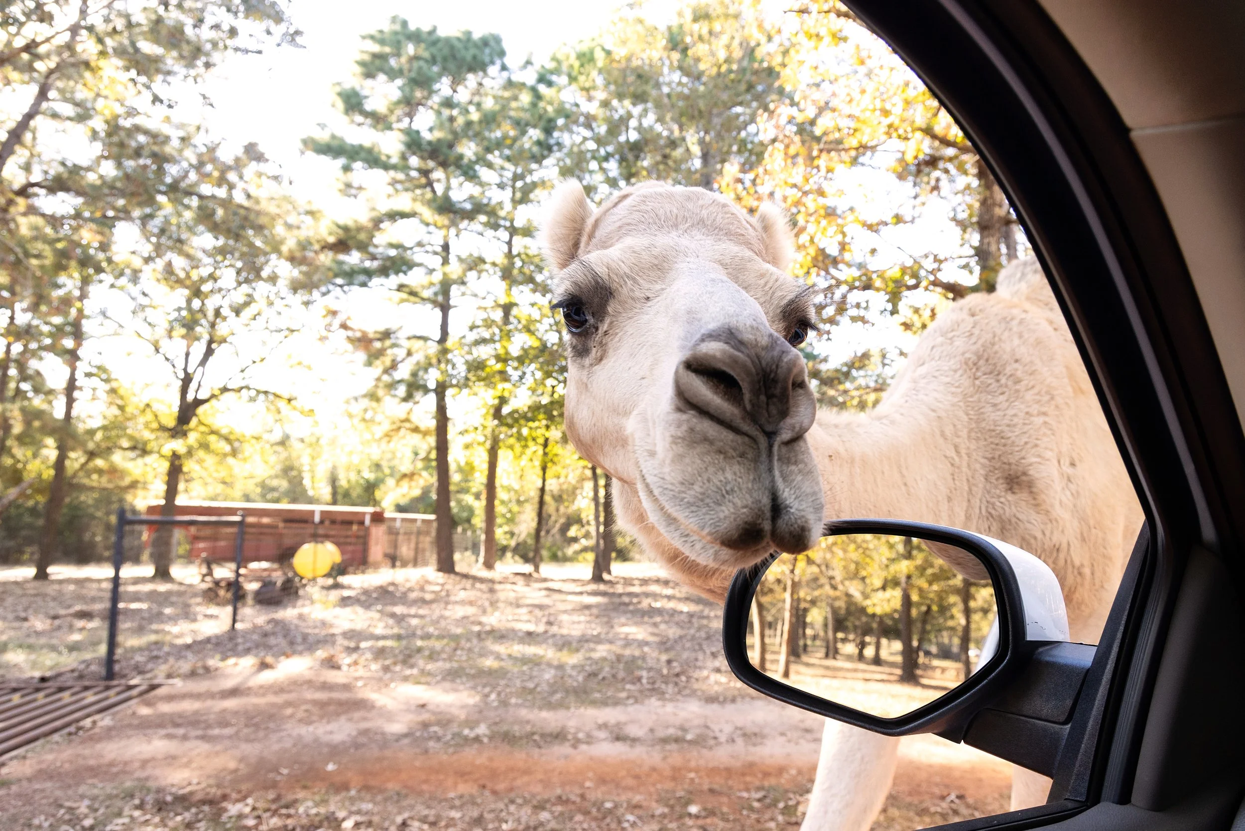 24-10-20_Houston_Nicki Evans Photo_Travel East Texas_Houstonia Mag_0020.jpg