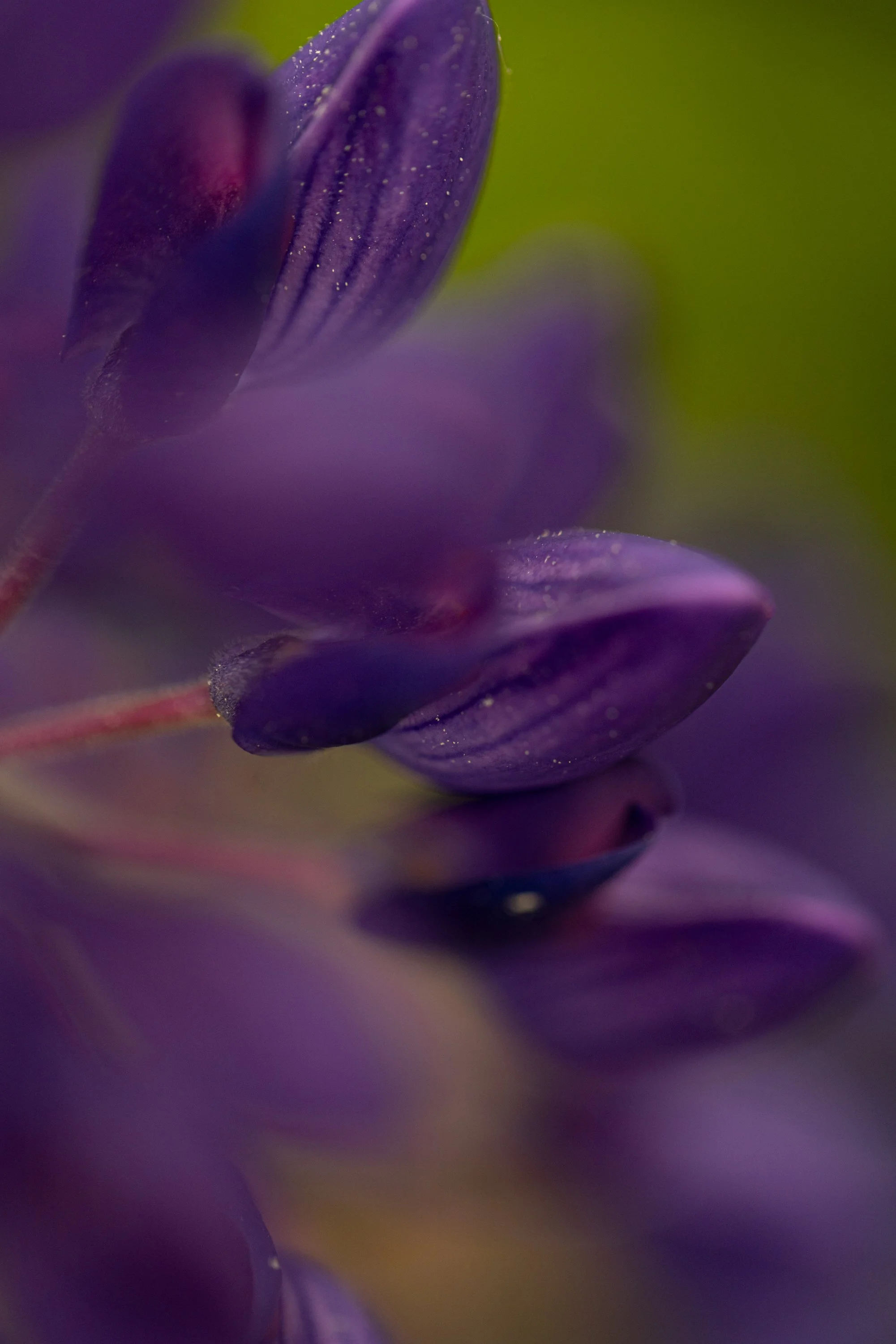 _NF_2262.jpg