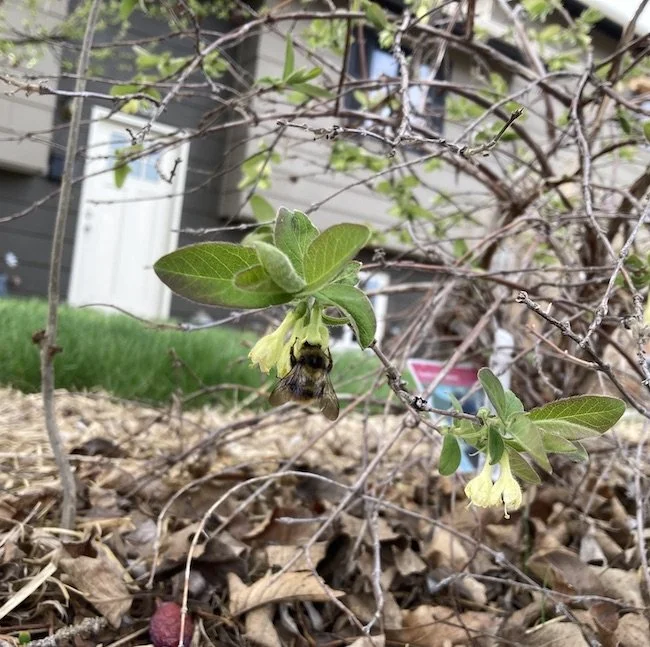 A bumblebee on the honeyberry blooms