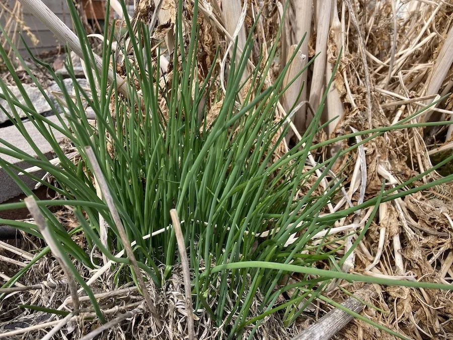 Bright green chives already about eight inches long