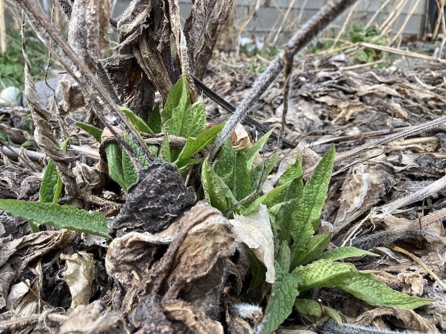 Perennial comfrey emerging from dead leaves
