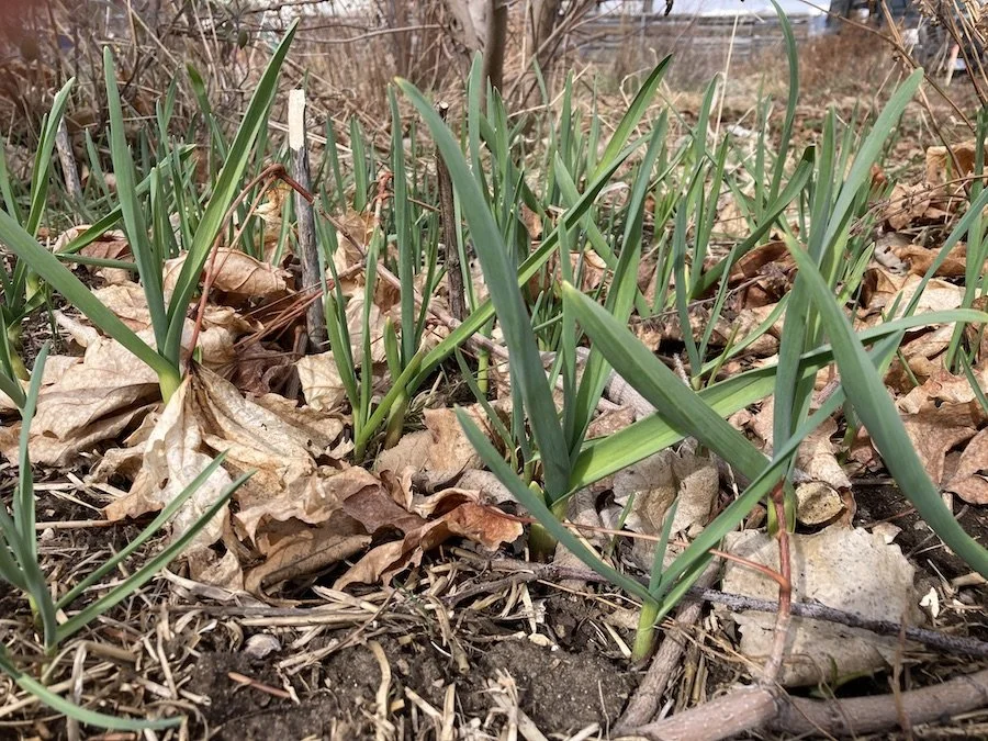Garlic shoots about ten inches tall