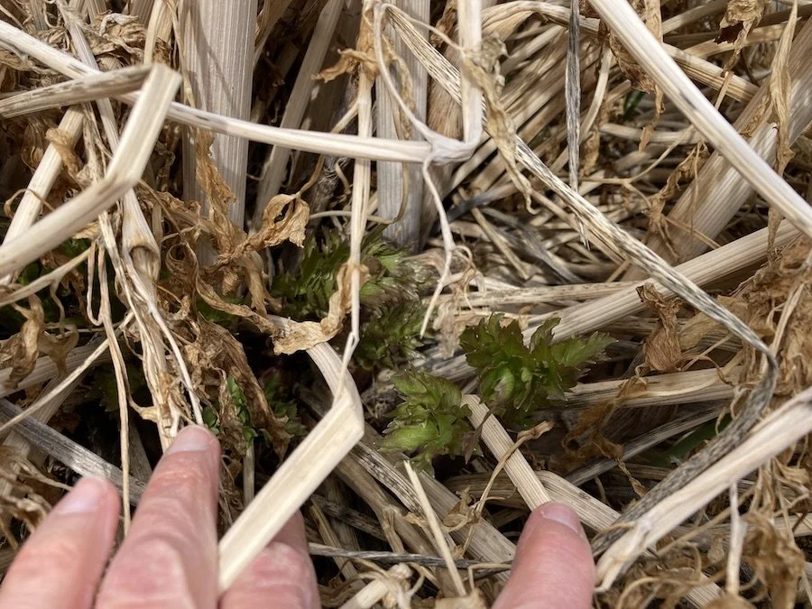 Lovage shoot emerging with delicate light green leaves