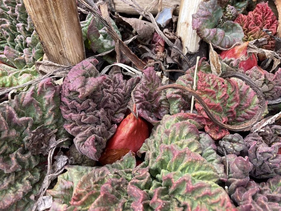 Rhubarb growth nub and young fuzzy leaves