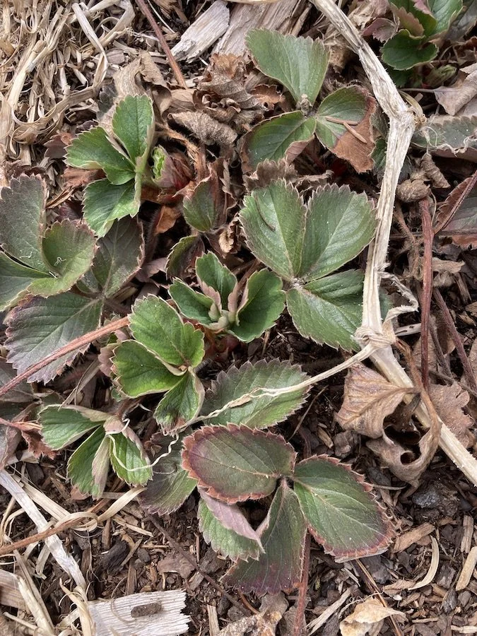 Strawberry leaves emerging from bark and dry leaves