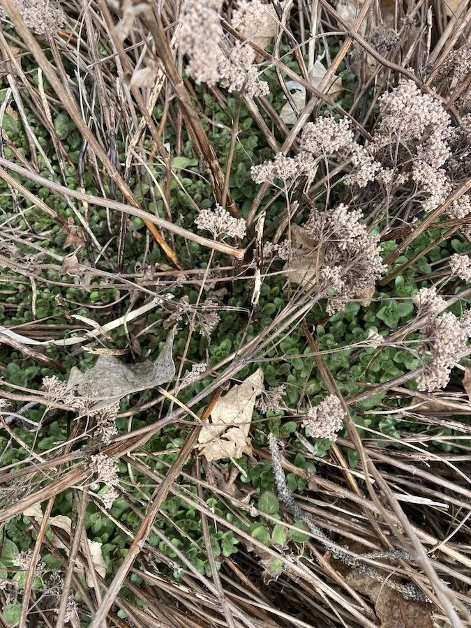 Perennial oregano mound emerging with last years seed heads in foreground