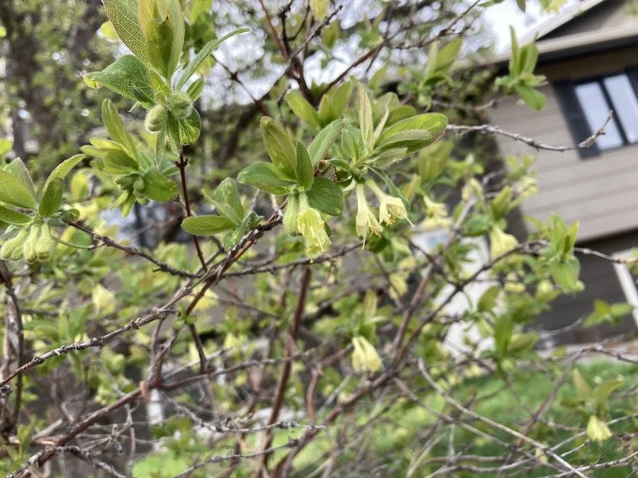 Several honeyberry blossoms with main house in background