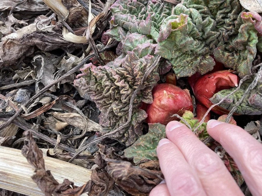Blog author's hand pointing to a growth nub emerging from rhubarb mound, nub is smooth, round, and red with fuzzy wrinkled new leaves emerging around it.