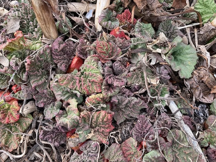 The entire rhubarb mound, about 3 feet across