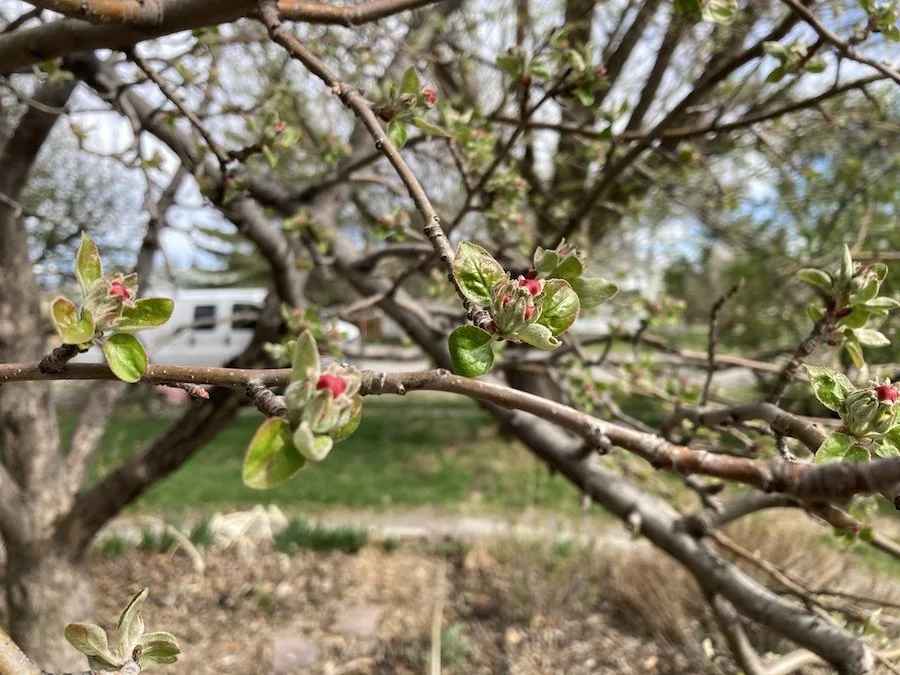 Apple tree branches and twigs in foreground with small young leaves and flower buds not yet blooming