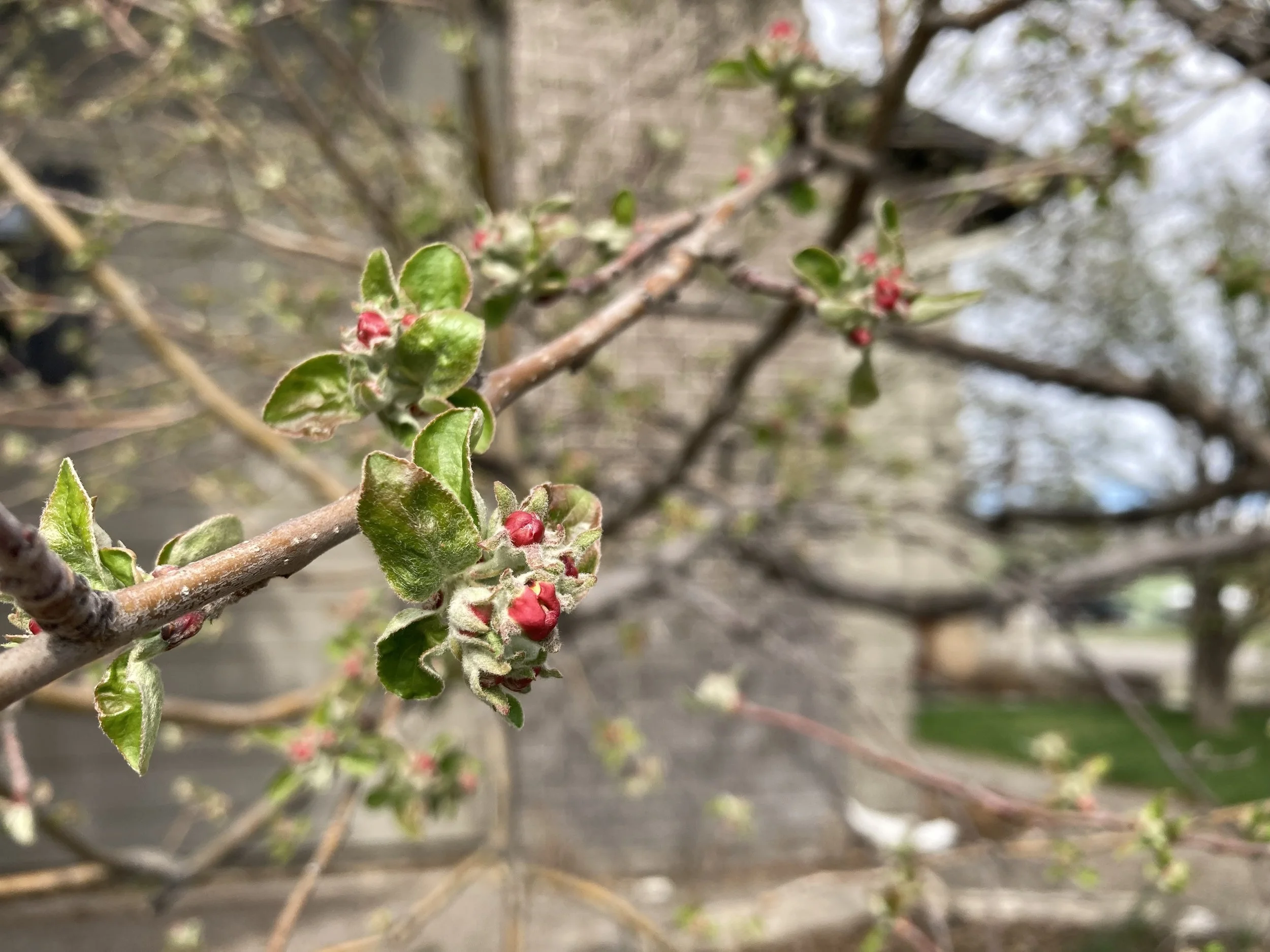 More flower buds on the apple tree