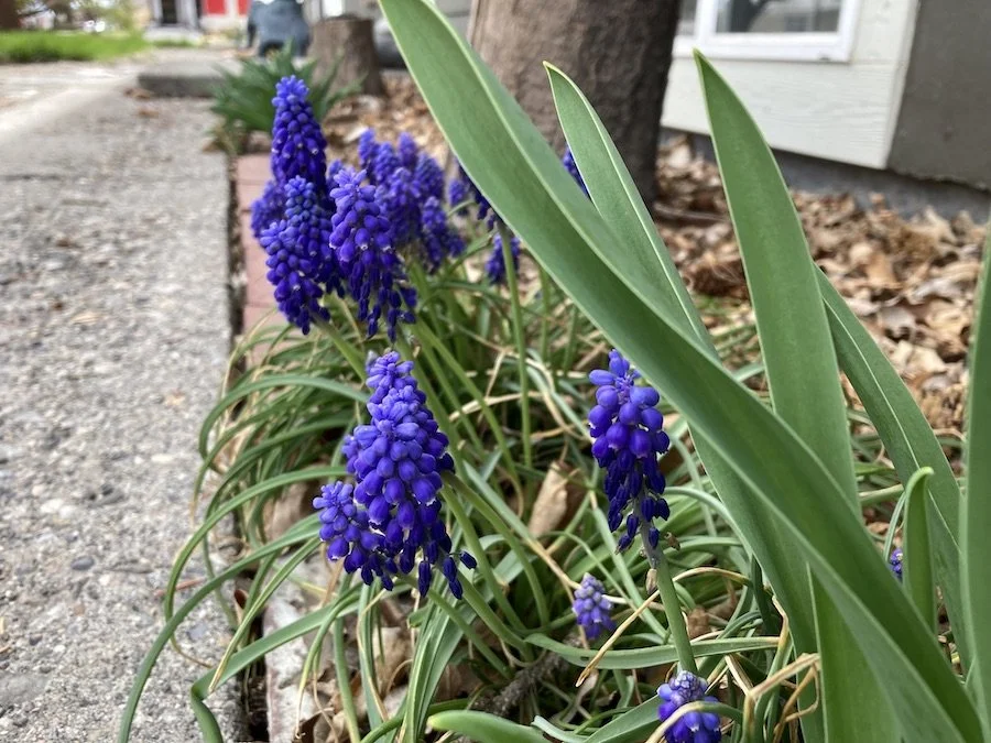Grape hyacinth near entrance to main house