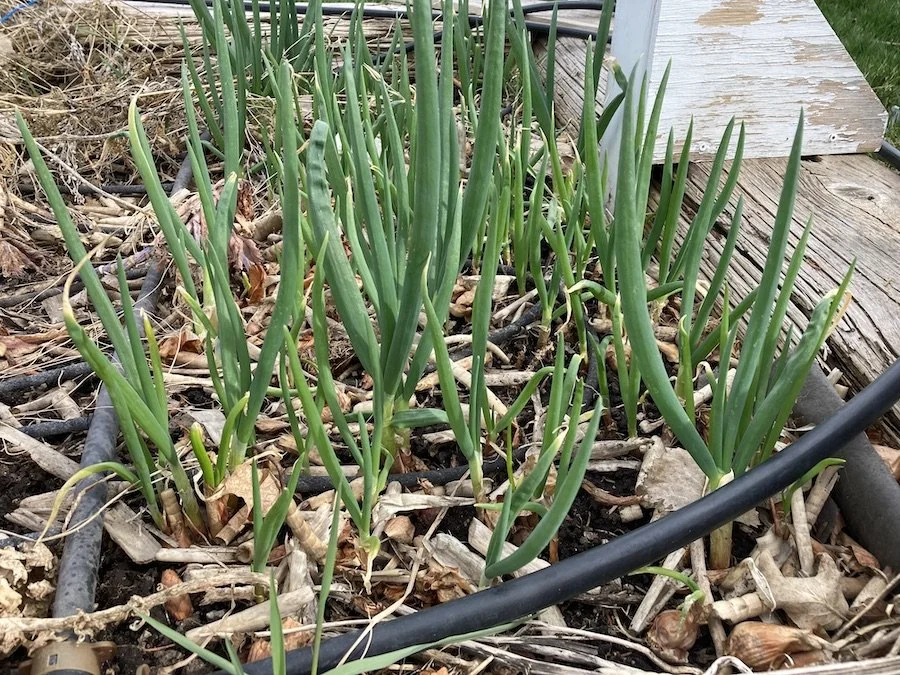 Egyptian walking onions with long thin tall shoots