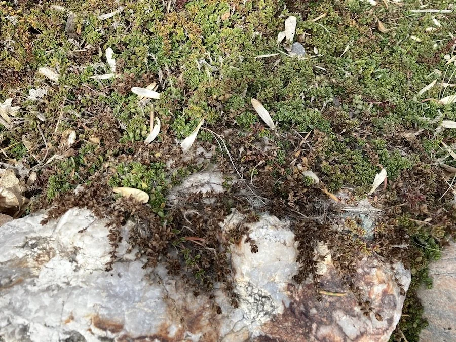 Creeping thyme greening up with miniscule leaves