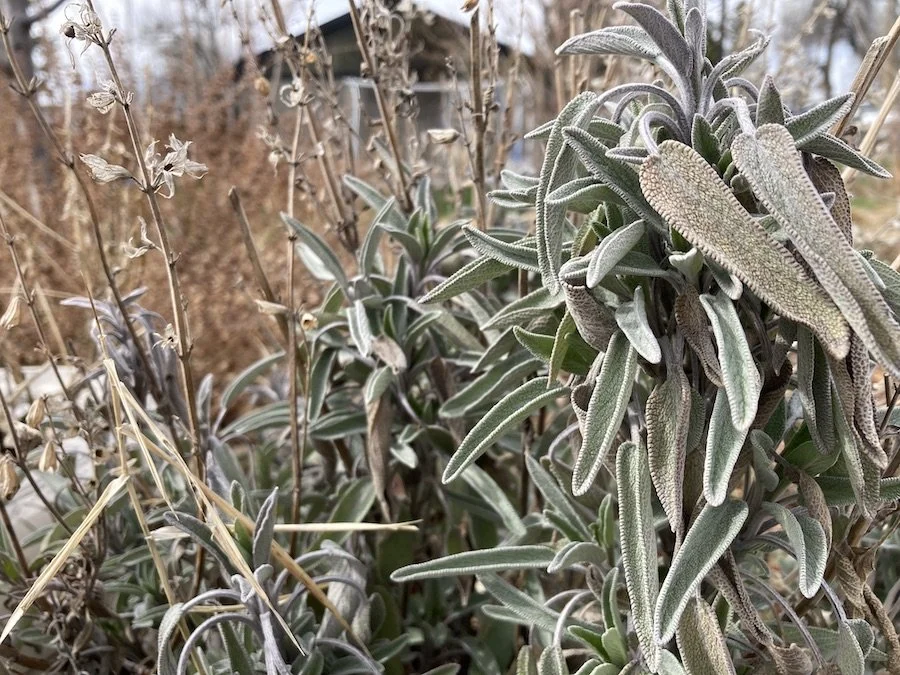 Culinary sage beginning to set new leaves