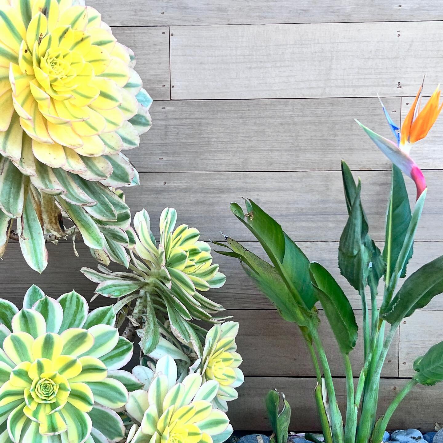 It&rsquo;s been a year or two and we now have our first Bird of Paradise bloom!
HELL YEAH.

#succulentwonders #succulentobsession #succulents #birdsofparadise #strelitziareginae #aeoniumdecorum #sunburst #succulentgarden #rootedmillvalley