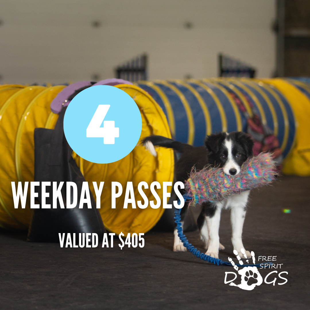 Store 1 — freespiritdogs