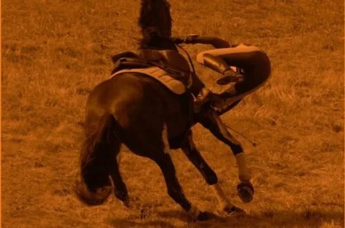 Cultivate Resilience: How to Get Back on the Horse