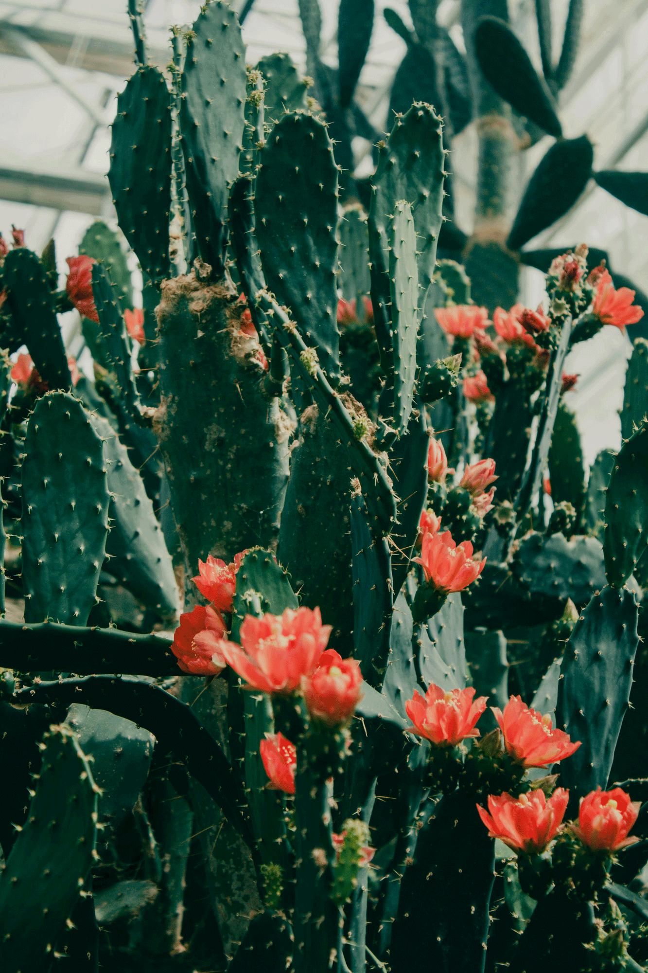 Close-up of a cactus with pink flowers blooming on it, inside a greenhouse.