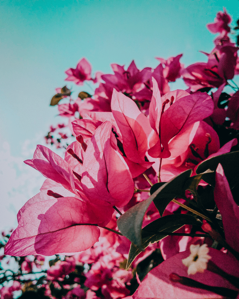 Close-up of pink bougainvillea flowers against a clear blue sky.