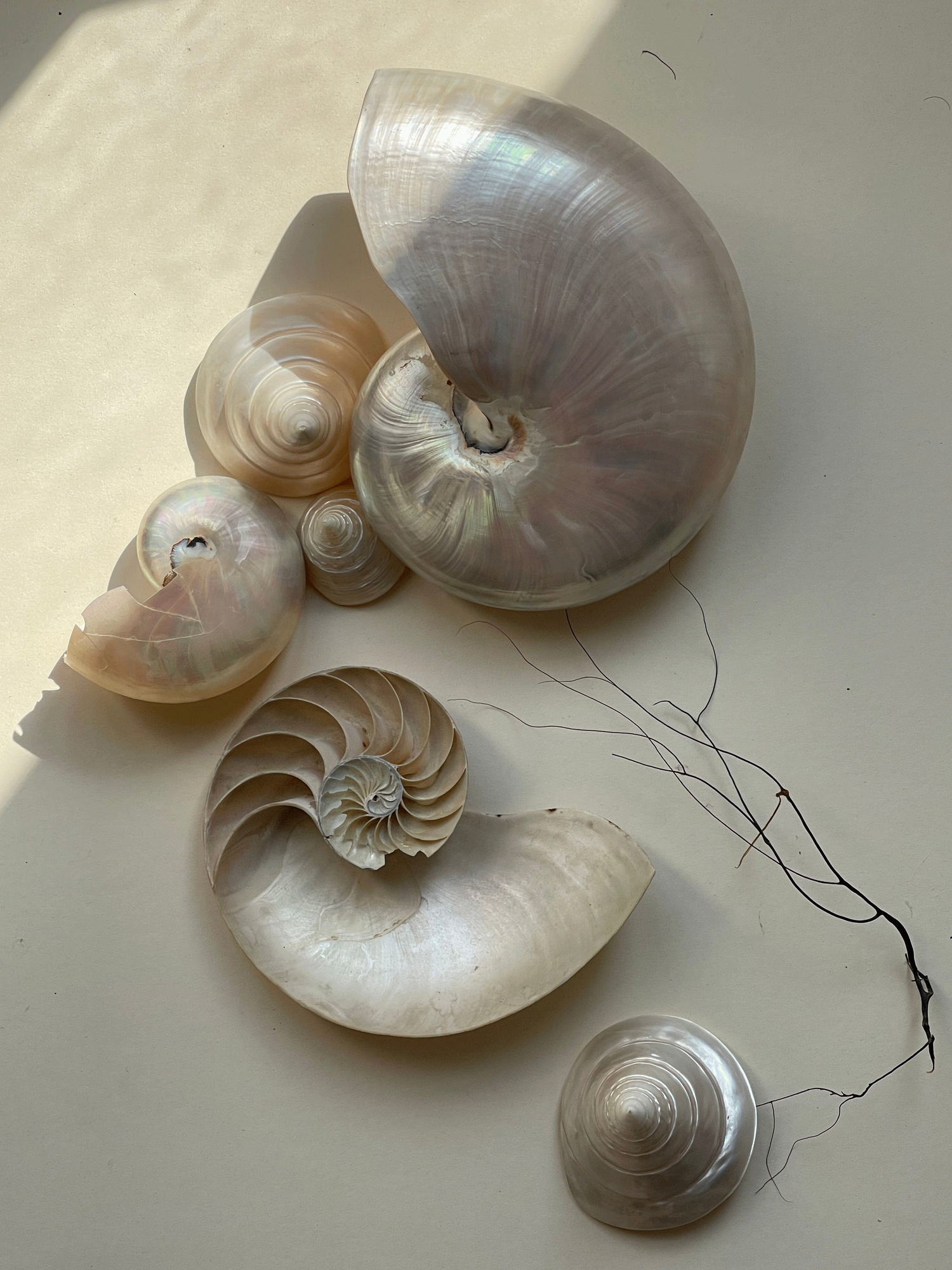 Various seashells placed on a white surface, some shells showing iridescent inner surfaces and others with smooth, spiral shapes, with a few thin, dried seaweed strands.