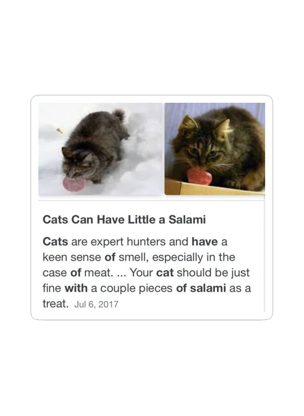 Little-a-salami-cat.png