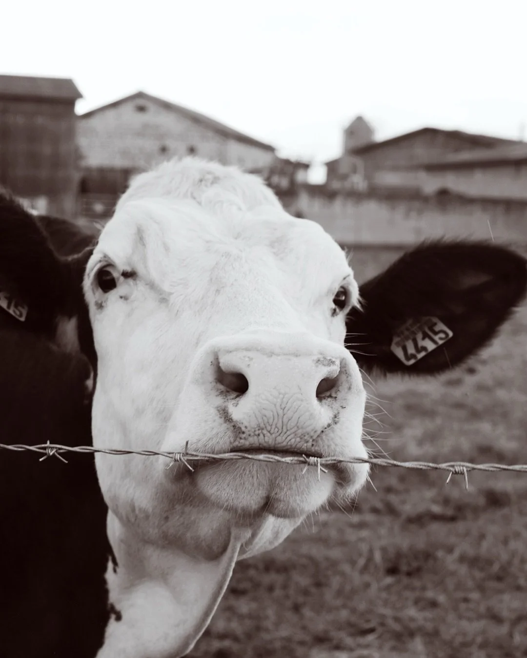 Re(d&eacute;couverte) de ma petite campagne fran&ccedil;aise &agrave; v&eacute;lo cette fois ci. Des vaches, la Loire, pas vraiment de but et des heures &agrave; essayer de me sortir des chemins de randonn&eacute;e p&eacute;destre 🌾