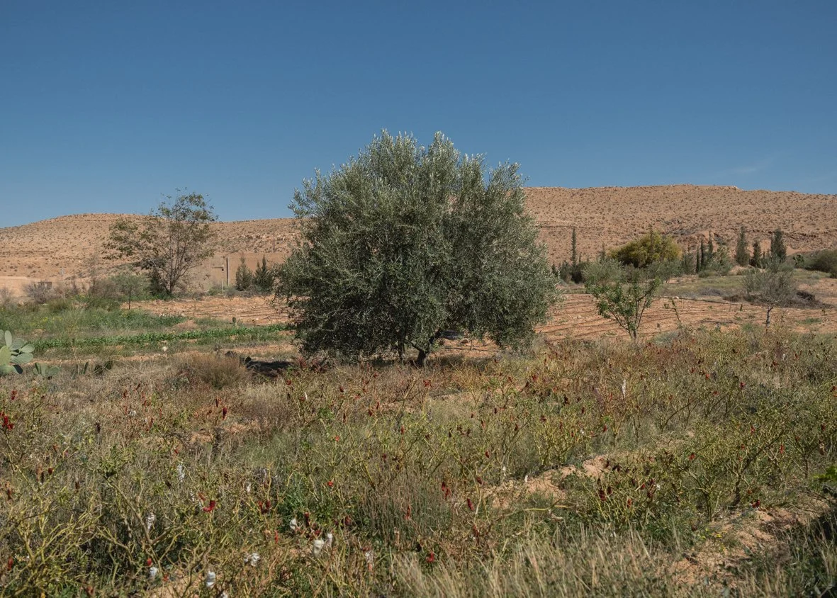 dahar-4.jpg