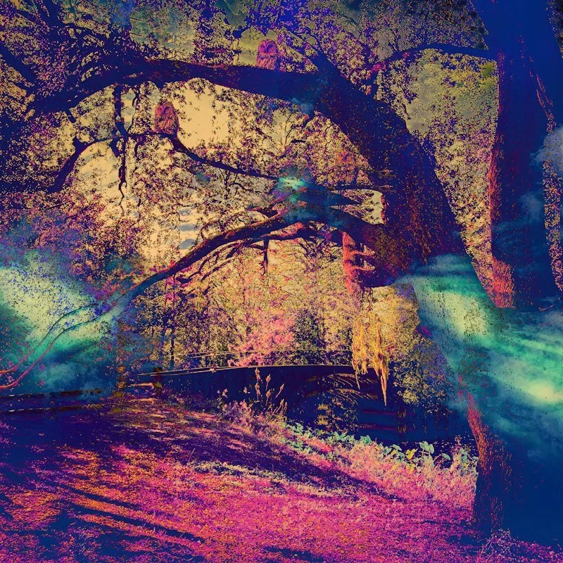 The Lucky Tree