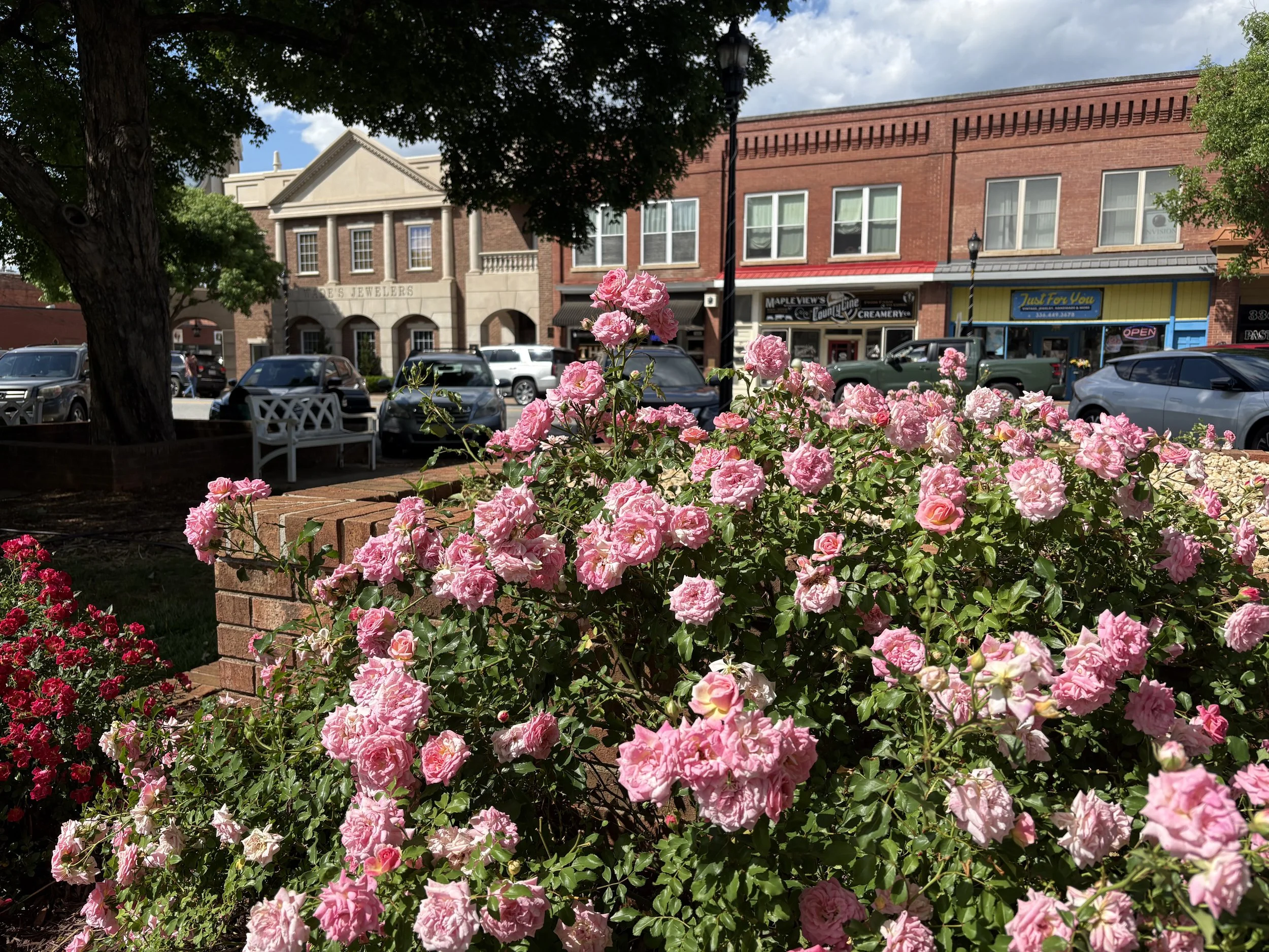 image of pink roses on the downtown Gibsonville Green, with downtown main street businesses in the background.