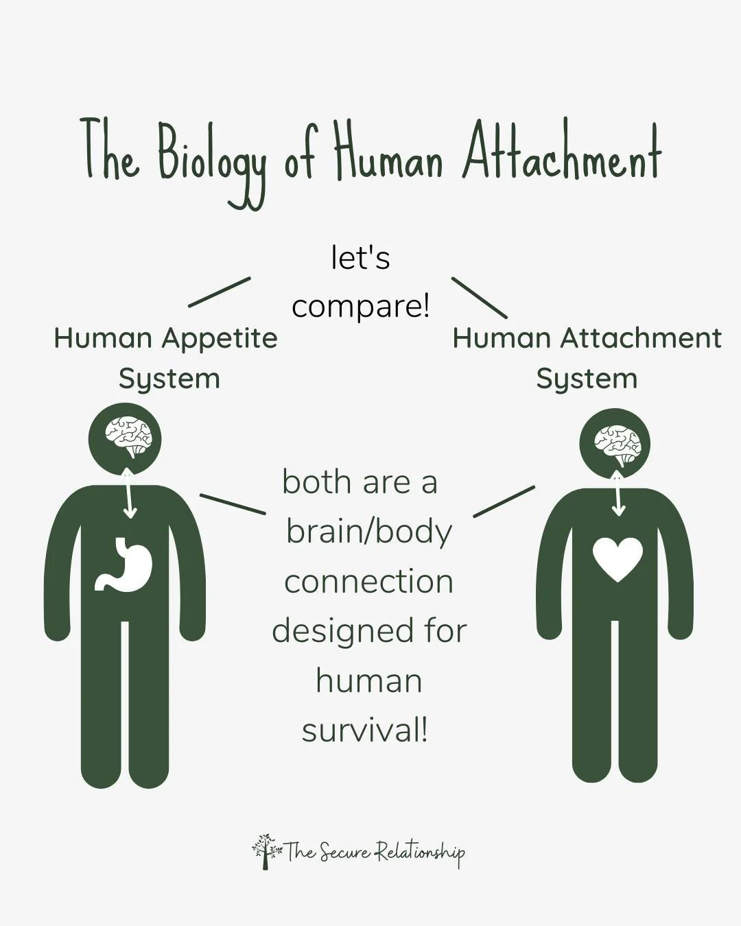 Just like hunger cues keep us alive, attachment cues keep us connected, regulated, and safe.

Your body pulls you toward your partner after a rupture for the same reason it pulls you toward food when you haven&rsquo;t eaten in a while. The signal isn