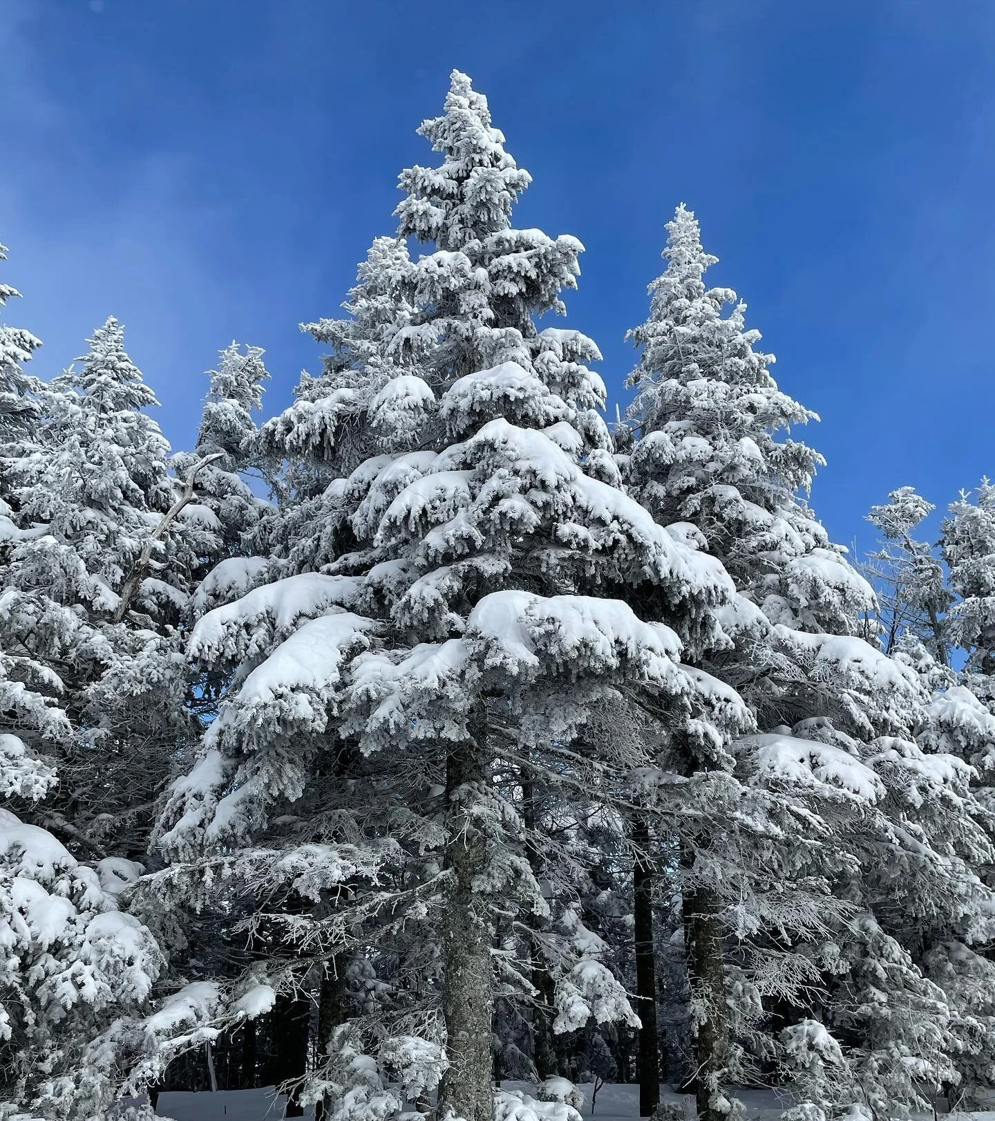 When I tell you I&rsquo;ve been avoiding emails&hellip; sometimes the dumbest things become the most daunting tasks&hellip; and it only took me an hour to respond to all my emails/dm&rsquo;s. It happens to the best of us. ❄️

What are you struggling 