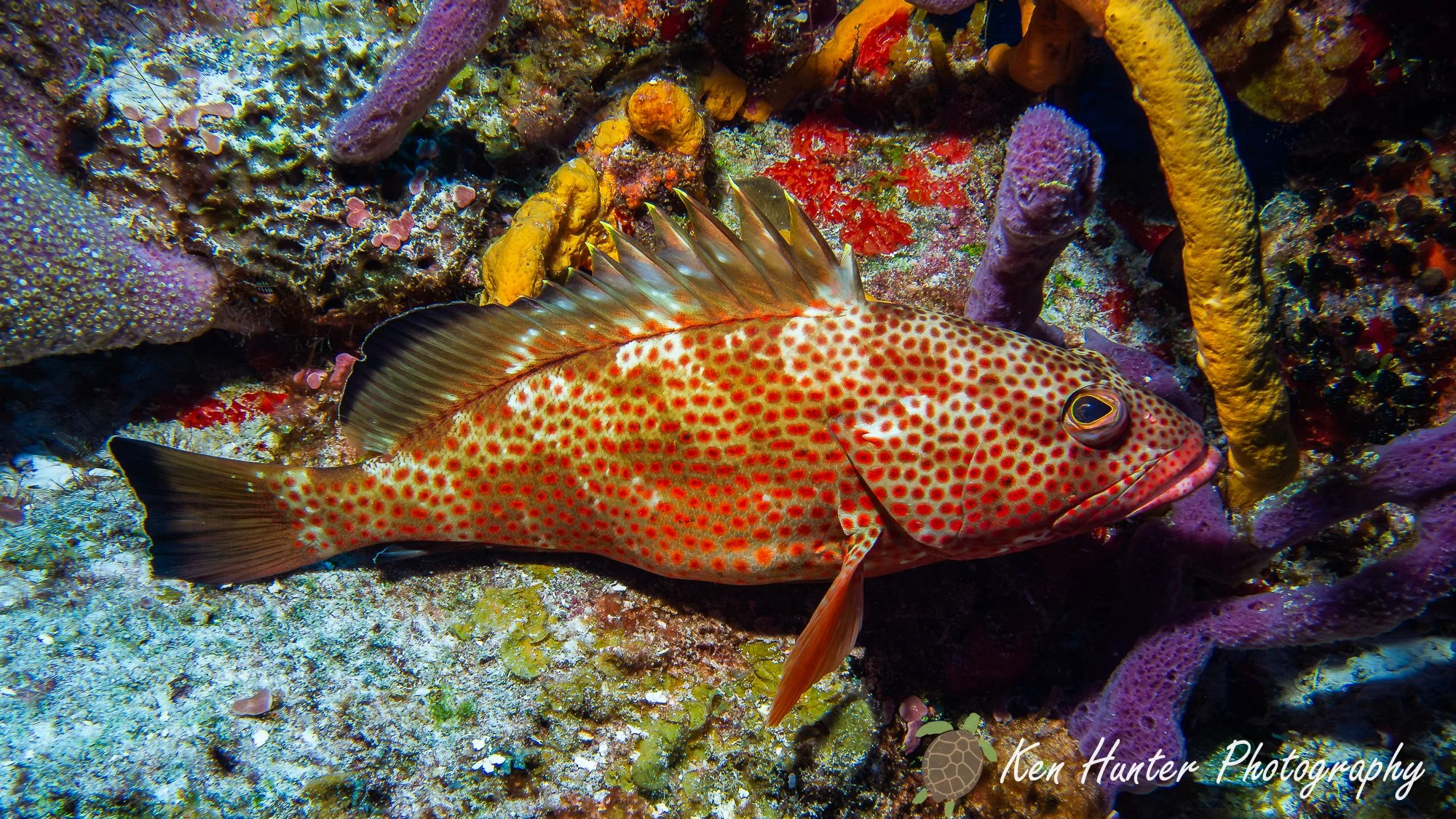 Coral Grouper.jpg