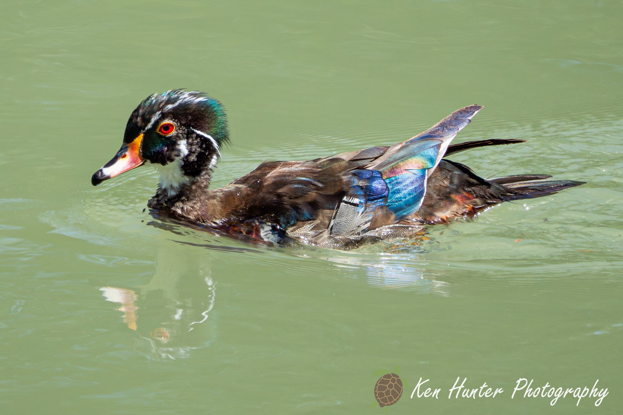 Woody Reflections.jpg