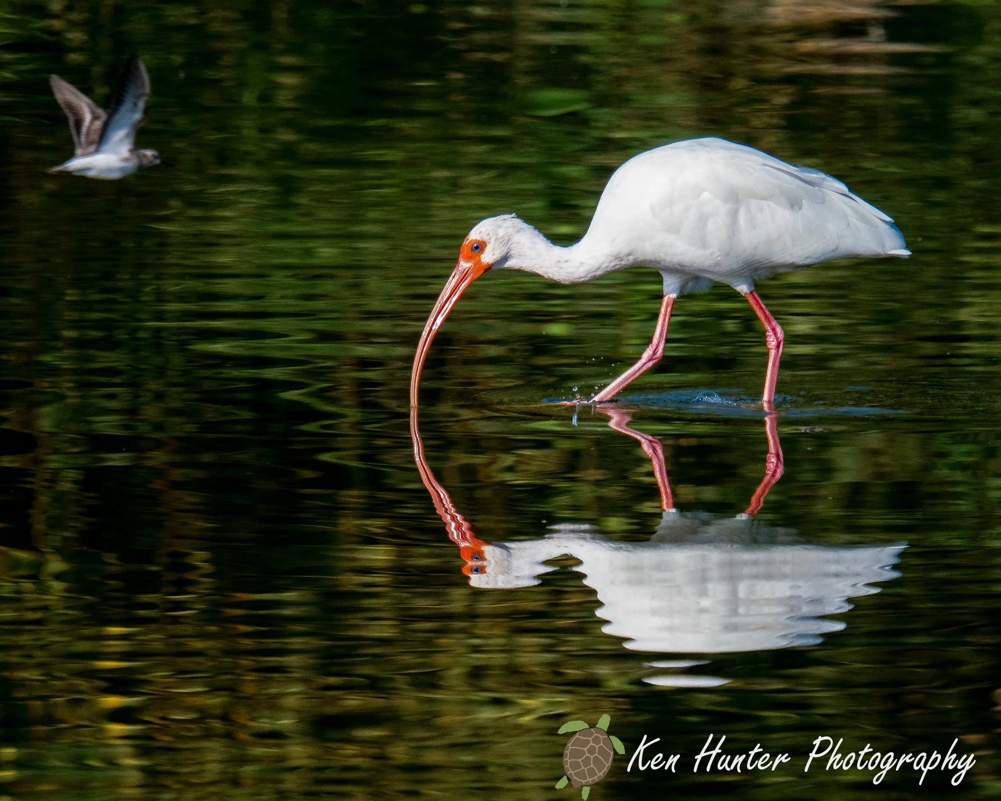 Reflections in the Shallows.jpg