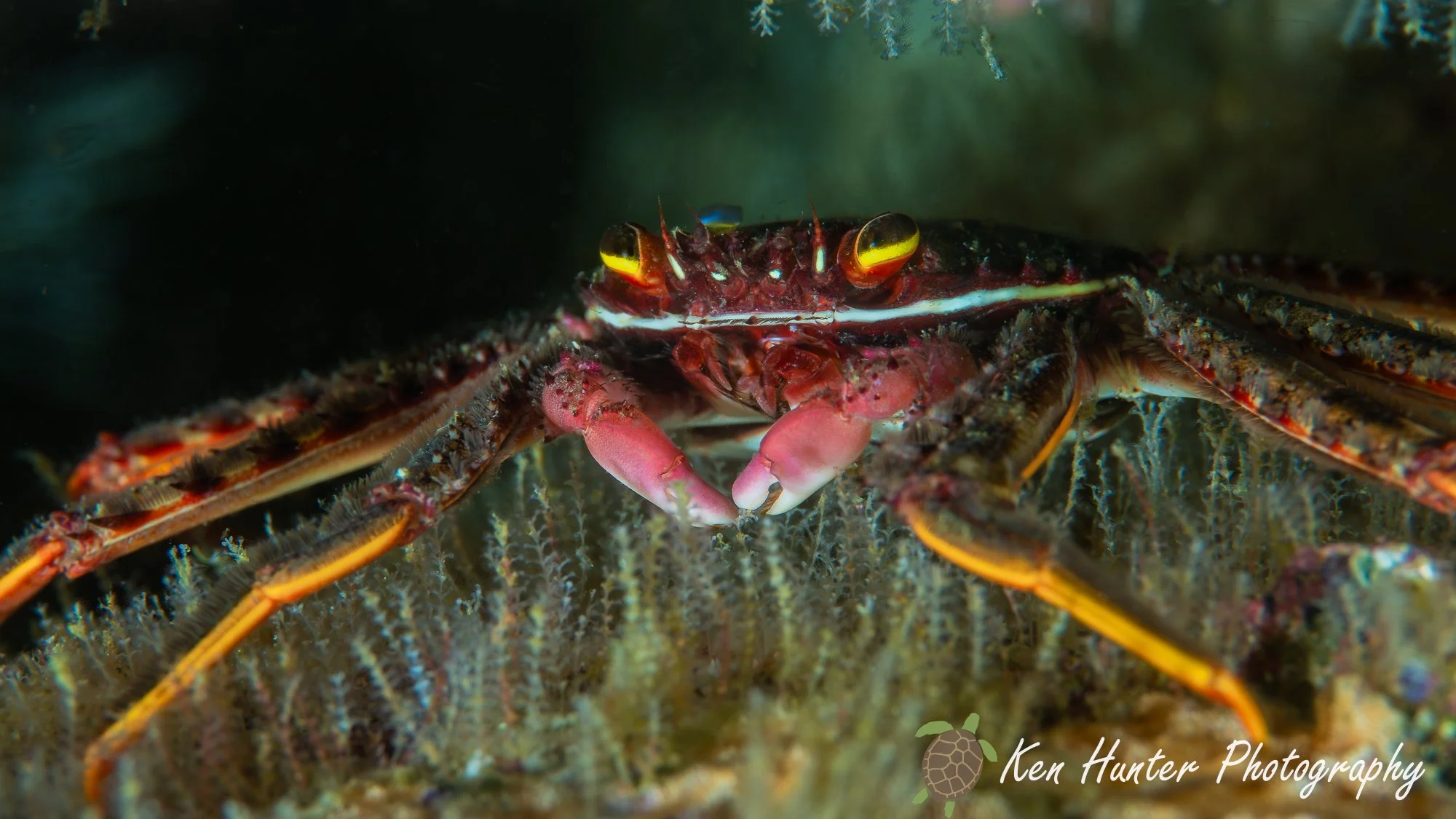 Nimble Spray Crab.jpg