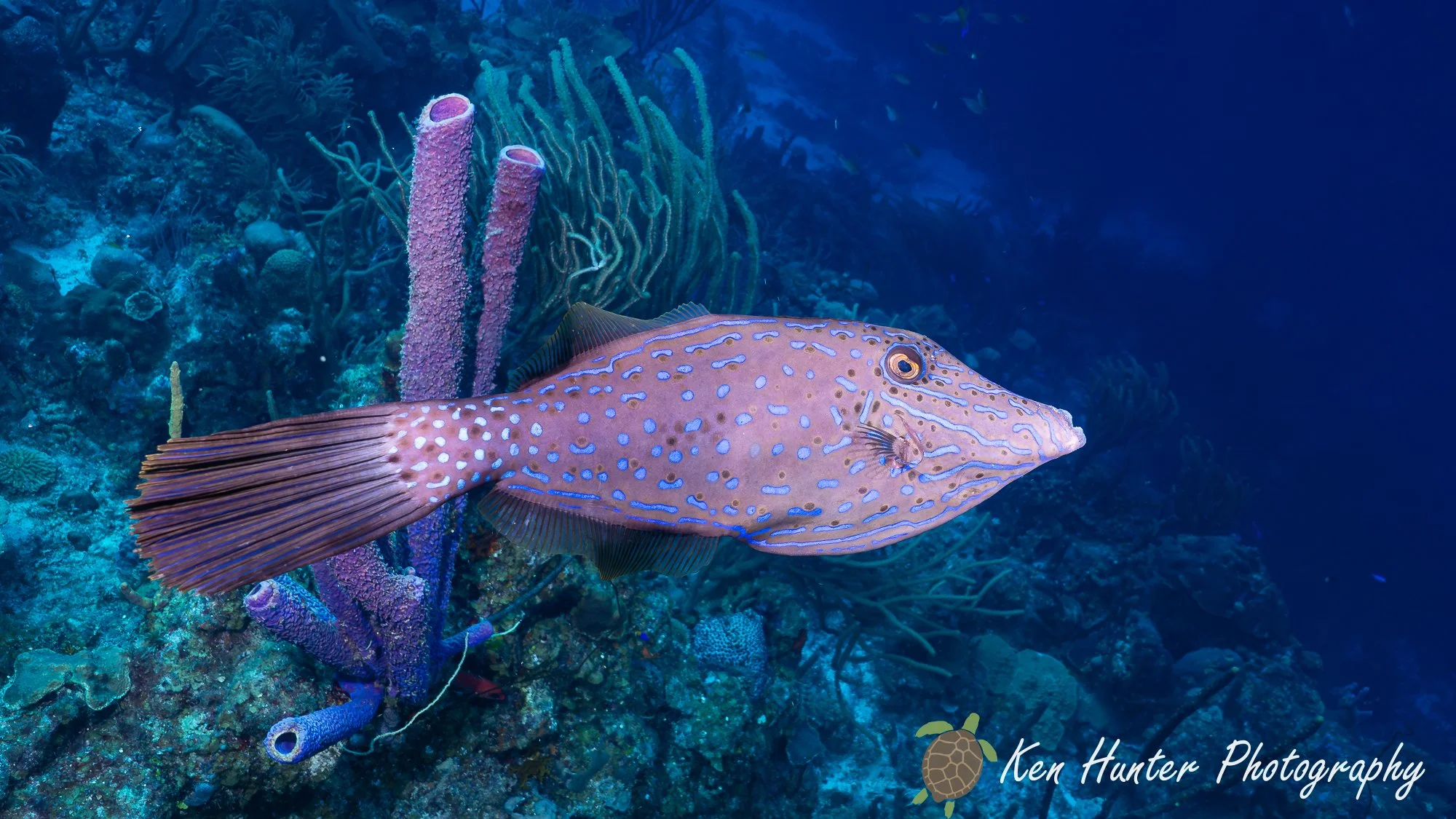 Scrawled Filefish.jpg