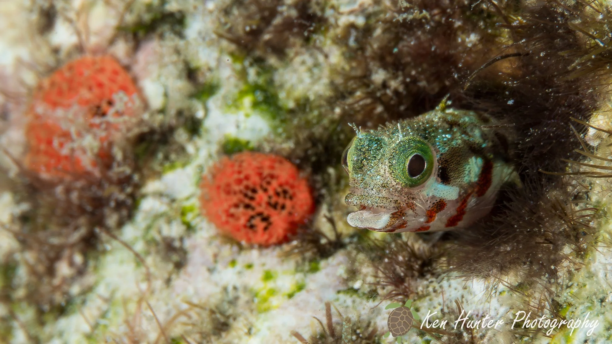 Spinyhead Blenny-2.jpg