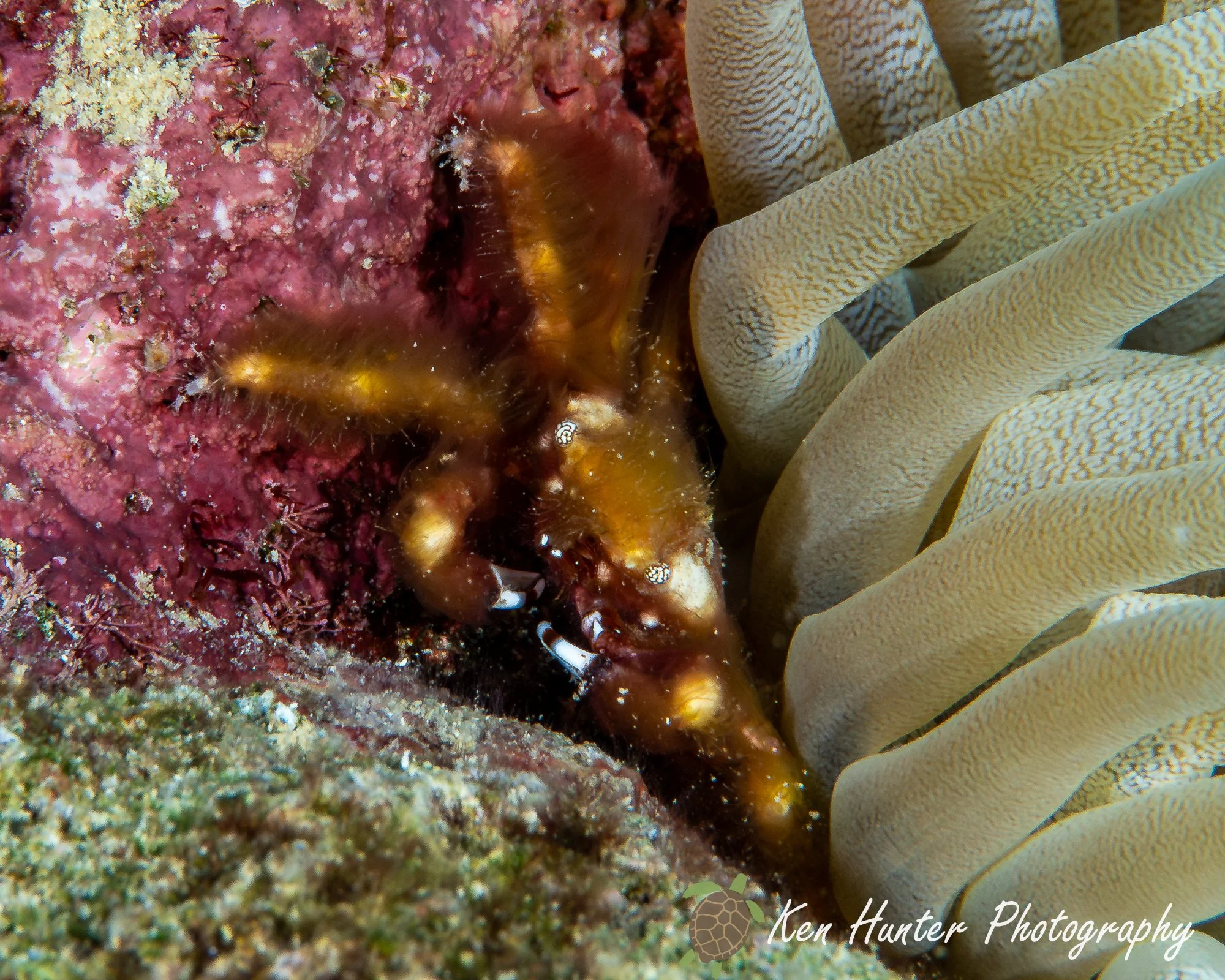 The Poisonous Partnership.jpg