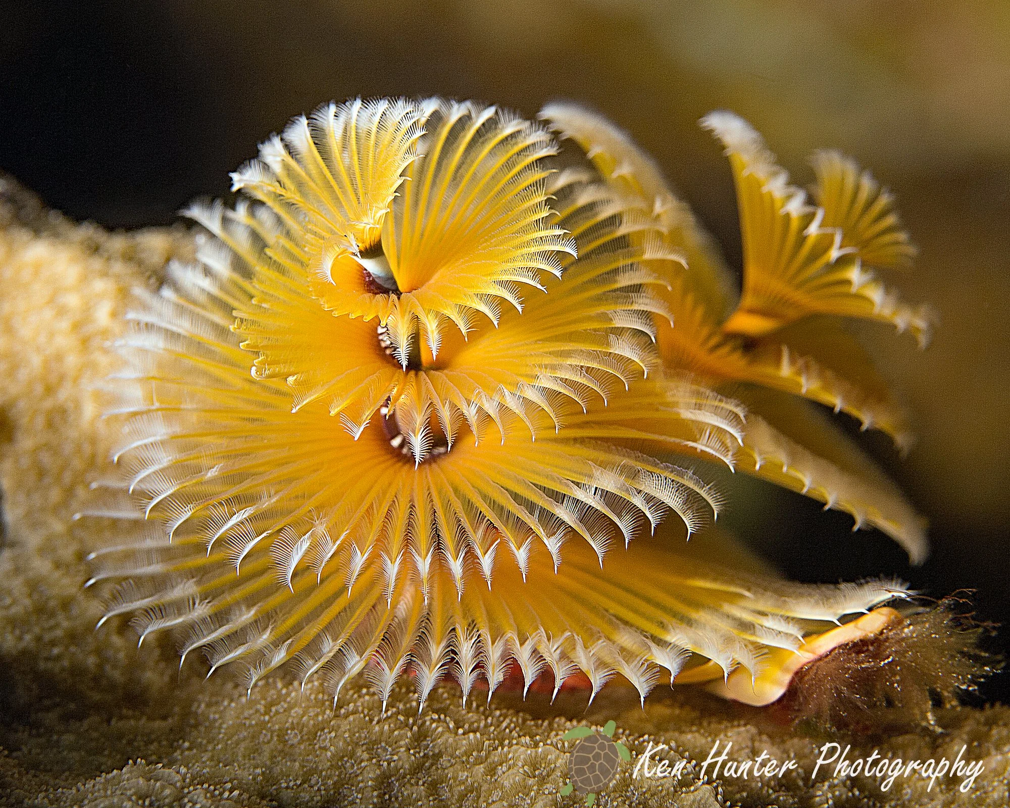 Christmas Tree Worm.jpg